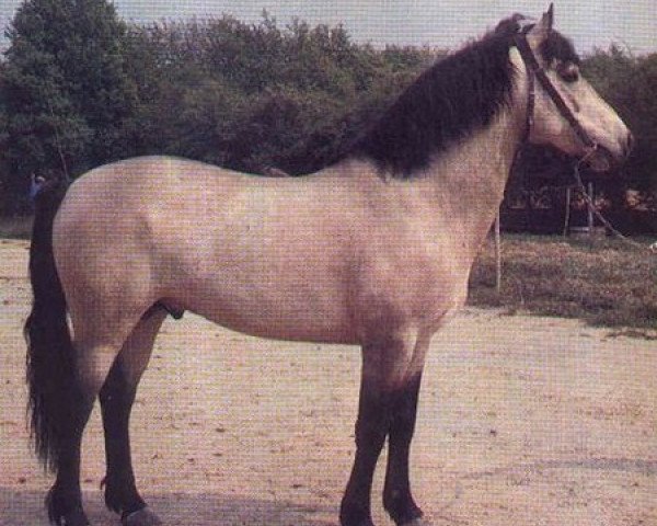 stallion Indra Rebel (Connemara Pony, 1974, from Rebel Wind)