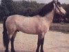 stallion Indra Rebel (Connemara Pony, 1974, from Rebel Wind)