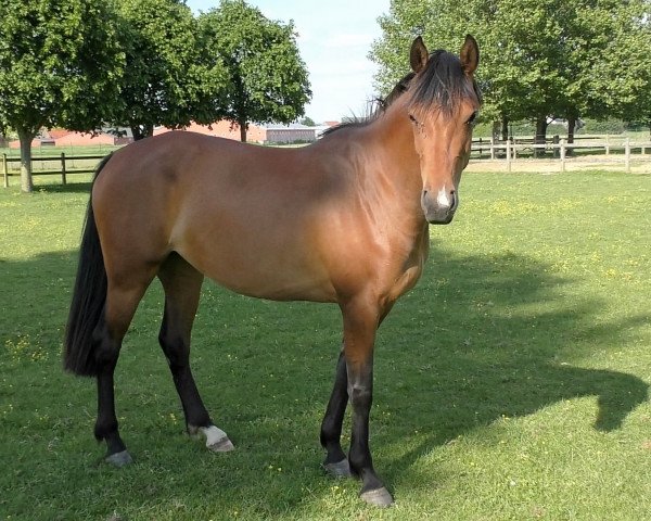 Zuchtstute Oekibra (Belgisches Warmblut, 2014, von Numero Uno)