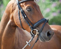 dressage horse Legolas 164 (Hanoverian, 2007, from Landor S)