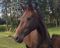 dressage horse Carrera 71 (Holsteiner, 2010, from Cancara)