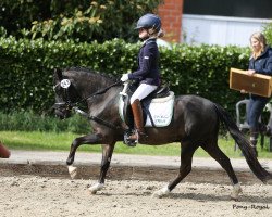 dressage horse Der kleine Muck 15 (Welsh mountain pony (SEK.A), 2004, from Flashley Eclipse)