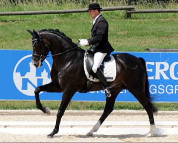 dressage horse Romanist (Oldenburg, 2007, from Rohdiamant)