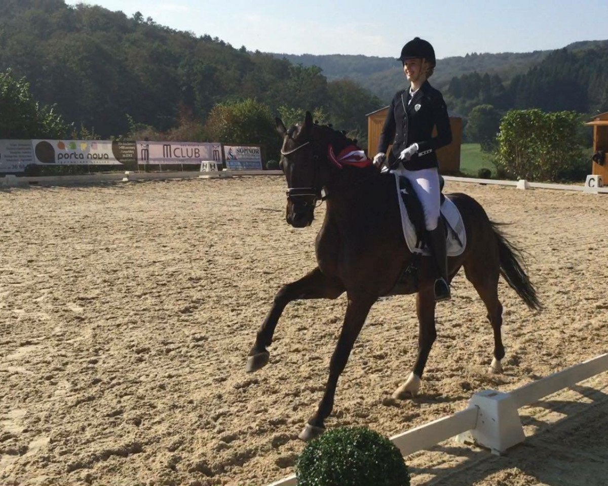 dressage horse Duke of Waldfried (Westphalian, 2011, from Dante Weltino Old)