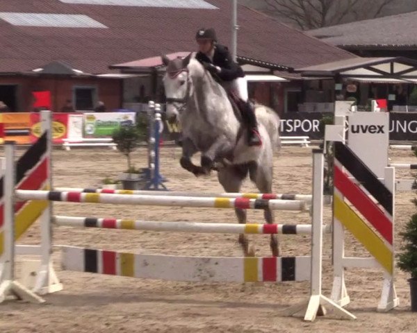 jumper Drago 123 (Holsteiner, 2012, from Darco)