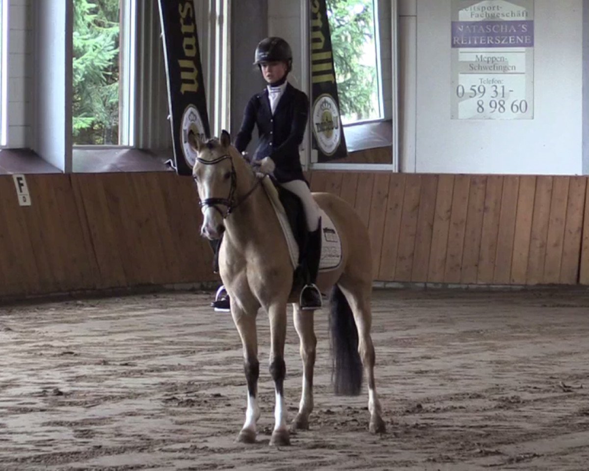 dressage horse Mister Minister (German Riding Pony, 2011, from The Braes My Mobility)