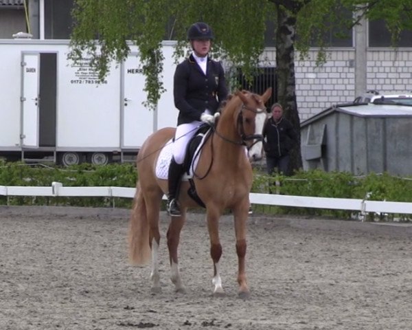 dressage horse Disney Dancer 2 (German Riding Pony, 2012, from FS Daddy Cool)