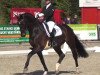 dressage horse Nymphenburgs First Choice (Hanoverian, 2011, from Fidertanz)