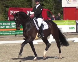 dressage horse Nymphenburgs First Choice (Hanoverian, 2011, from Fidertanz)