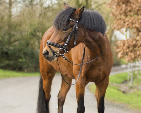 broodmare Rosenhof Whoppi (Welsh-Pony (Section B), 2007, from Wrayton United)