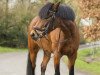 Zuchtstute Rosenhof Whoppi (Welsh Pony (Sek.B), 2007, von Wrayton United)