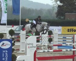 jumper Lord Legacy (Oldenburg show jumper, 2011, from Lord Pezi)