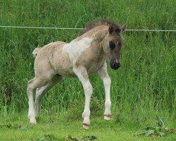 horse Flóki vom Röttgershof # (Iceland Horse, 2017, from Skrudur vom Alpenhof)