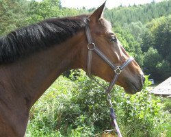 jumper Baron du Rouet 3 (Zweibrücken, 2007, from Balou du Rouet)