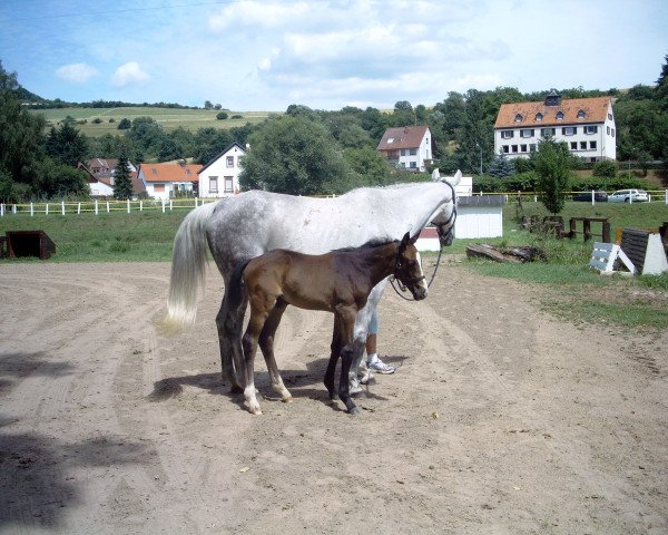 Springpferd Bexter du Rouet (Zweibrücker, 2008, von Balou du Rouet)