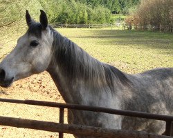 broodmare Larissa (Zweibrücken, 1997, from Arturo)