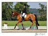 horse Laurentio 9 (Hanoverian, 2010, from Lemur)