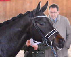 dressage horse Fiva Benita L (Oldenburg, 2014, from Fürst Romancier)