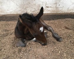 Springpferd Newlands Džeko (Dänisches Warmblut, 2017, von Diarado)