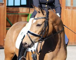 Dressurpferd Cute Mrs.Jolly L (Deutsches Reitpony, 2014, von FS Champion de Luxe)