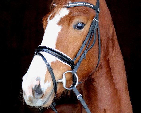 dressage horse Bell' (Hanoverian, 2014, from Belissimo NRW)