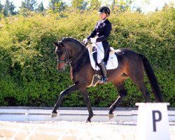 dressage horse Bloody Mary 11 (Bavarian, 2009, from Bravissimo)