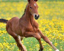 broodmare Applepie W (Oldenburg, 2014, from Apeldoorn)