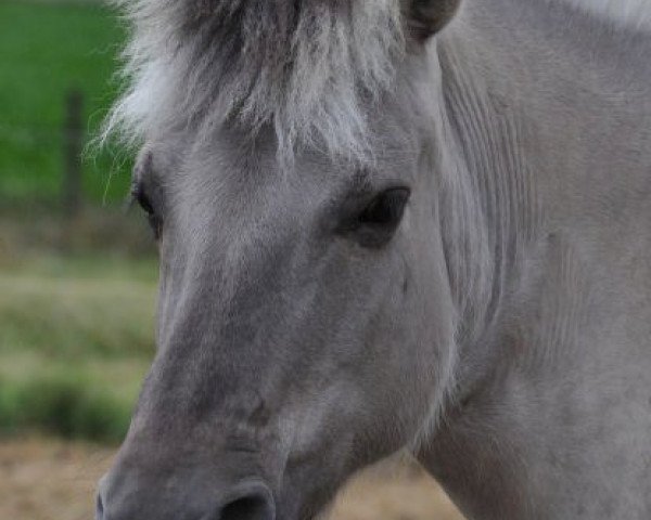 broodmare Ina (Fjord Horse, 1995, from Illiano)