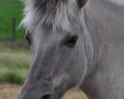 broodmare Ina (Fjord Horse, 1995, from Illiano)