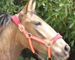 Pferd Golondrina (Lusitano, 2014)