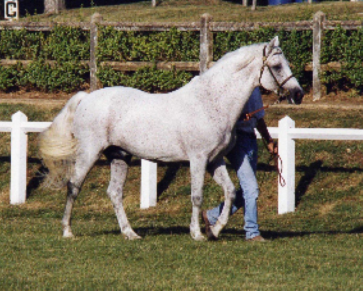 stallion Cheviot Midas (Connemara Pony, 1981, from Smokey Shane)