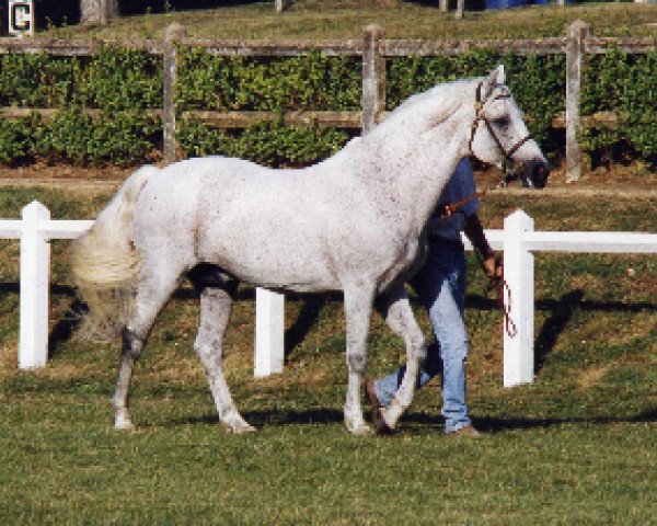 Deckhengst Cheviot Midas (Connemara-Pony, 1981, von Smokey Shane)