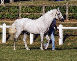 stallion Cheviot Midas (Connemara Pony, 1981, from Smokey Shane)