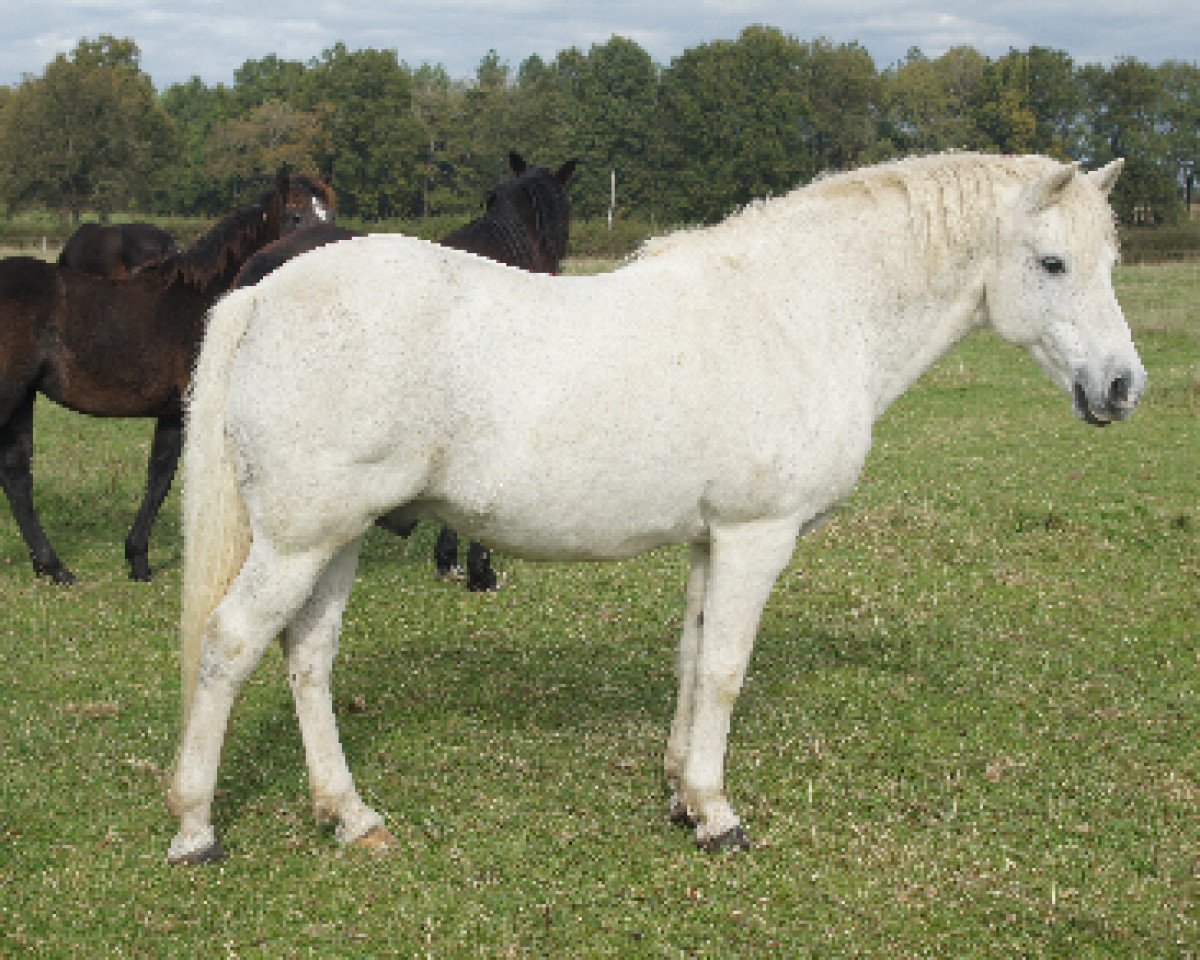 Deckhengst Dream of Aulne (Connemara-Pony, 1991, von Sticky du Blin)