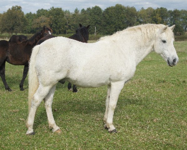 stallion Dream of Aulne (Connemara Pony, 1991, from Sticky du Blin)