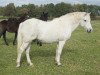 stallion Dream of Aulne (Connemara Pony, 1991, from Sticky du Blin)