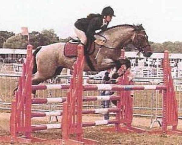 stallion Baladin du Frémur (Connemara Pony, 1989, from Macky)