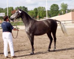 Springpferd Szasie du Bosquet (Französisches Pony, 2006, von Leadership)