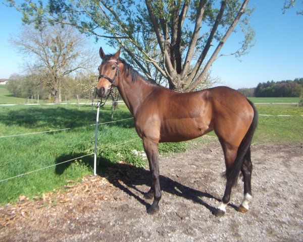 broodmare Siera (Hanoverian, 2009, from Sir Shutterfly)