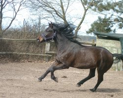 Springpferd Franz Ferdinant (Trakehner, 2012, von Tarison)