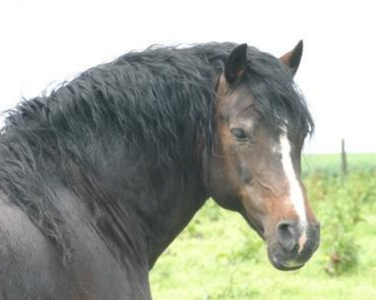 Deckhengst Dafydd de l'Arche (Welsh-Cob (Sek. D), 1991, von Ceulan Nathan)