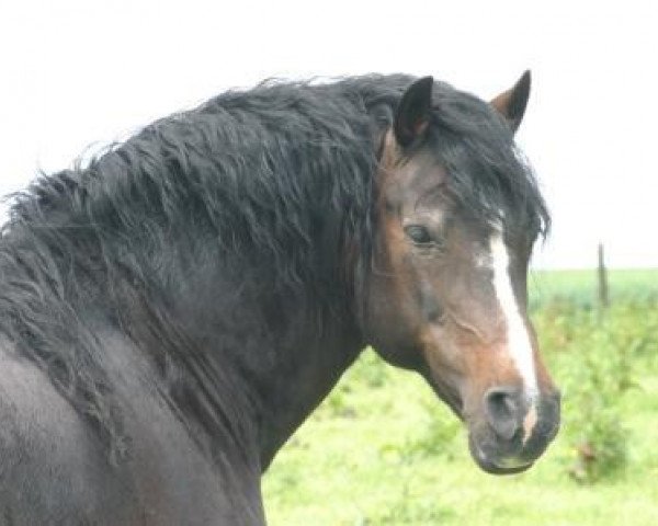 stallion Dafydd de l'Arche (Welsh-Cob (Sek. D), 1991, from Ceulan Nathan)