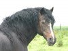 Deckhengst Dafydd de l'Arche (Welsh-Cob (Sek. D), 1991, von Ceulan Nathan)