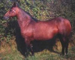 Zuchtstute Osiris Cherauds (Welsh-Cob (Sek. D), 1980, von Honyton Ariel)