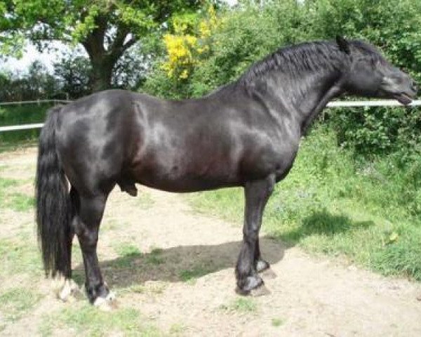 horse Ceulan Nathan (Welsh-Cob (Sek. D), 1983, from Rhystyd Meredith)