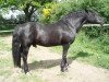 stallion Ceulan Nathan (Welsh-Cob (Sek. D), 1983, from Rhystyd Meredith)
