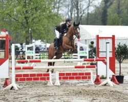 jumper Very Happy K (German Riding Pony, 2012, from Vivaldi)