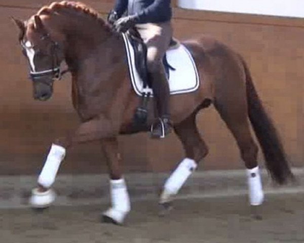 stallion Quel Fauxpas (Hanoverian, 2013, from Quasar de Charry)