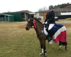 Springpferd Tara Weston Boreas (Deutsches Reitpony, 1995, von Boreas Winston)