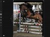 jumper Quality Affairs (Hanoverian, 2010, from FRH Quaid)